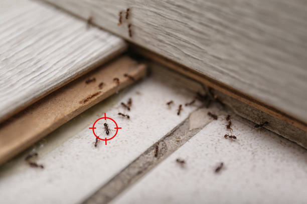 Best Affordable Pest Control Services  in Sky Lake, FL